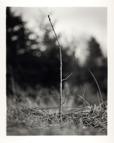 Michael Coombs - One Dozen Oak Trees Planted Across Britain, February and March 2002