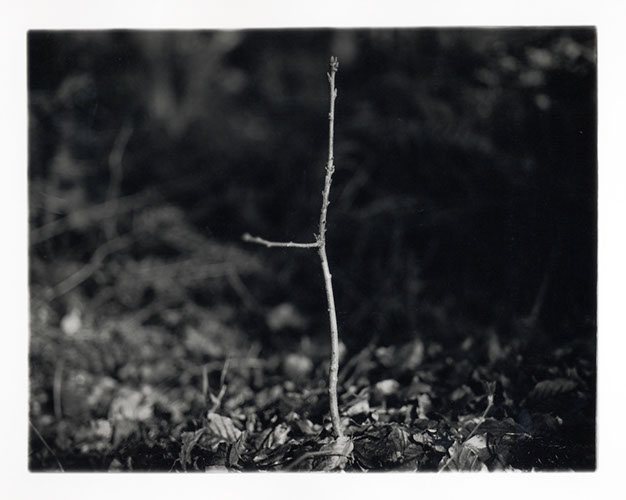 Michael Coombs - One Dozen Oak Trees Planted Across Britain, February and March 2002