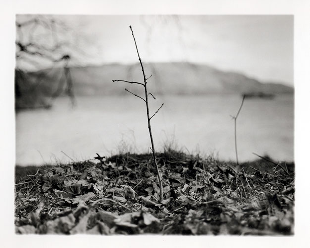 Michael Coombs - One Dozen Oak Trees Planted Across Britain, February and March 2002