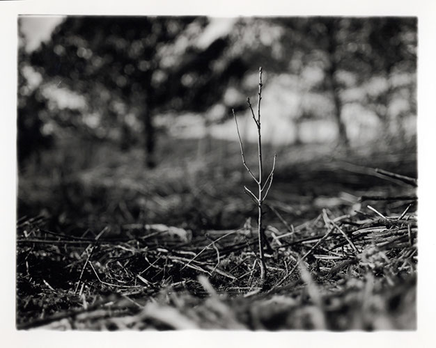 Michael Coombs - One Dozen Oak Trees Planted Across Britain, February and March 2002