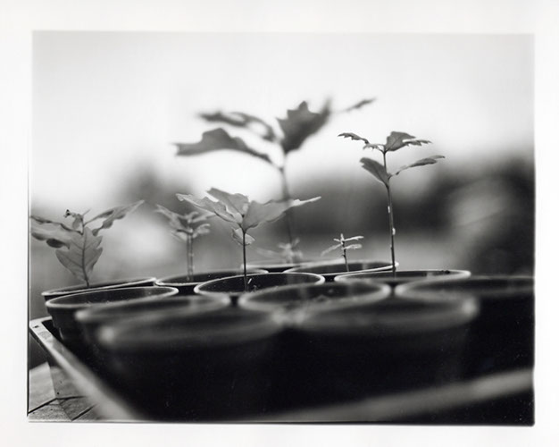 Michael Coombs - One Dozen Oak Trees Planted Across Britain, February and March 2002