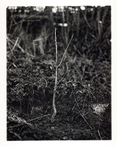 Michael Coombs - One Dozen Oak Trees Planted Across Britain, February and March 2002