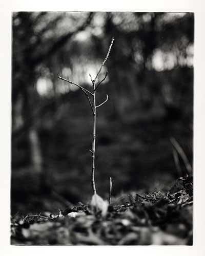 Michael Coombs - One Dozen Oak Trees Planted Across Britain, February and March 2002