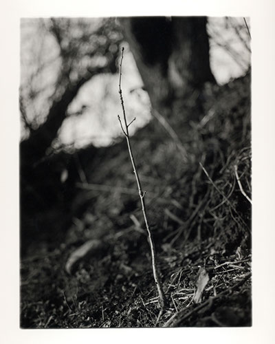 Michael Coombs - One Dozen Oak Trees Planted Across Britain, February and March 2002