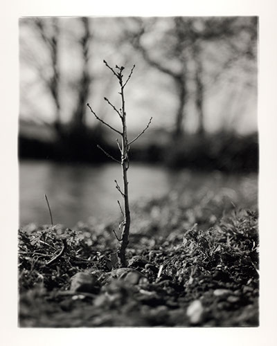 Michael Coombs - One Dozen Oak Trees Planted Across Britain, February and March 2002