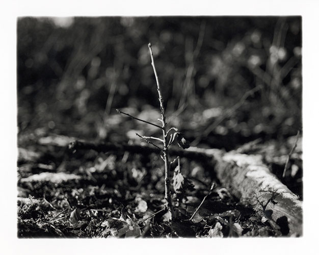 Michael Coombs - One Dozen Oak Trees Planted Across Britain, February and March 2002