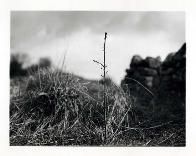 Michael Coombs - One Dozen Oak Trees Planted Across Britain, February and March 2002