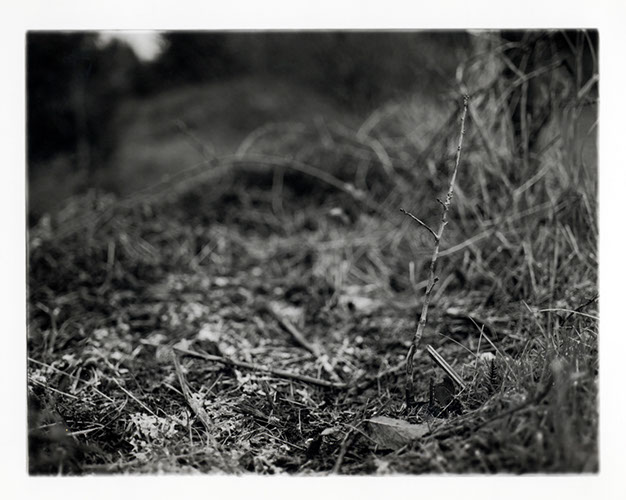 Michael Coombs - One Dozen Oak Trees Planted Across Britain, February and March 2002