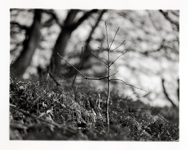 Michael Coombs - One Dozen Oak Trees Planted Across Britain, February and March 2002